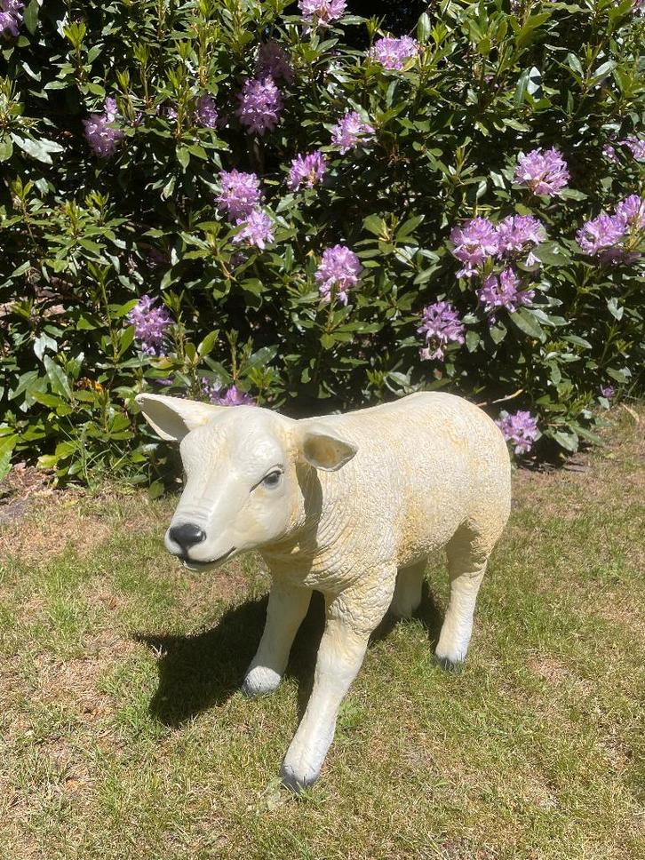 (Tuin)Beeld texel schaap lammetje, tuin, boerderij 60 cm, Tuin en Terras, Tuinbeelden, Nieuw, Dierenbeeld, Kunststof, Ophalen