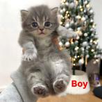 British Shorthair & British Longhair kittens, Dieren en Toebehoren, Katten en Kittens | Raskatten | Korthaar, Meerdere dieren