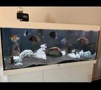 Juwel Rio 450 aquarium + onderkast, Ophalen, Gebruikt, Leeg aquarium