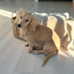 ( niet te koop )Langhaar cream kaninchen dekreu teckel, Dieren en Toebehoren, Kaninchen, Rabiës (hondsdolheid), Reu, 1 tot 2 jaar