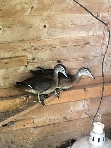 Jonge carolina eendjes en 2 roodschouder talingen beschikbaar voor biedingen