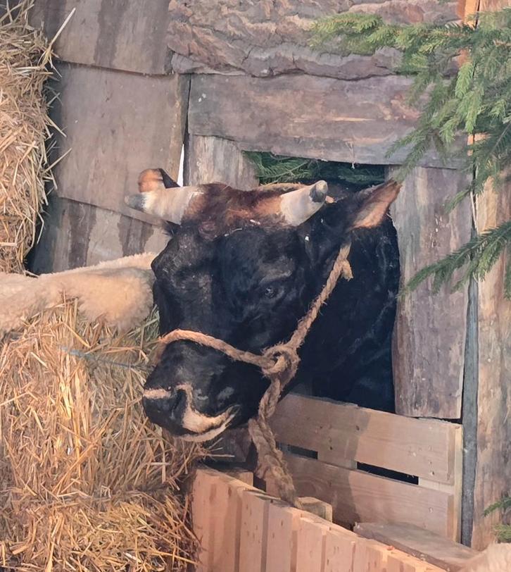 opgezette dieren en vogels: NANDOE, eenden, stierekop, Verzamelen, Dierenverzamelingen, Nieuw, Opgezet dier, Vogel, Ophalen of Verzenden