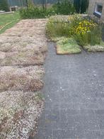 Sedum matten als groenblijvende bodem bedekking, Bodembedekkers, Volle zon, Vaste plant, Ophalen of Verzenden
