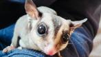Sugar glider koppel geboren voor juli 24, Dieren en Toebehoren, Overige Dieren, Maart, Meerdere dieren