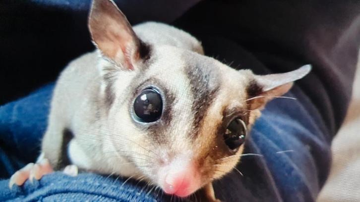 Sugar glider koppel geboren voor juli 24, Dieren en Toebehoren, Overige Dieren, Meerdere dieren, Maart