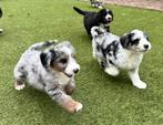 Aussiedoodle pups | Labradoodle x Australian Sheperd, CDV (hondenziekte), Meerdere, 8 tot 15 weken, Meerdere dieren