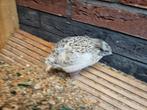 Japanse kwartel hen 7 weken, Dieren en Toebehoren, Vogels | Overige Vogels, Vrouwelijk