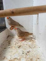 Te koop 4 bruine zebravink poppen 2024, Dieren en Toebehoren, Vrouwelijk, Tropenvogel, Geringd