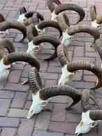Moeflon schedel hoorns veluwe mancave, Verzamelen, Dierenverzamelingen, Ophalen, Zo goed als nieuw, Overige soorten, Schedel