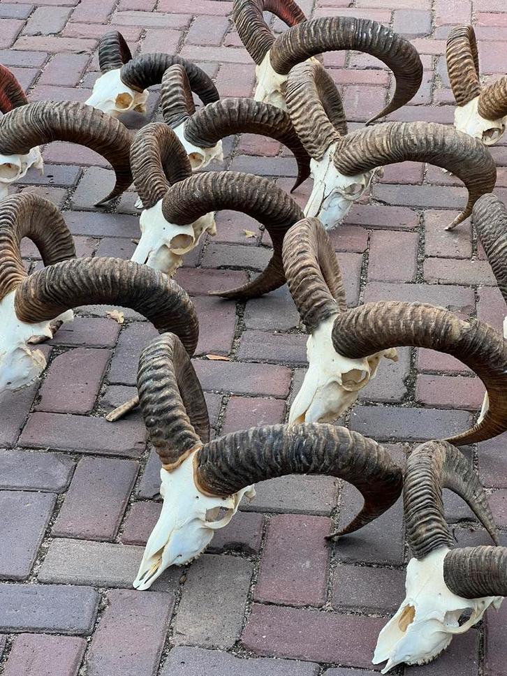 Moeflon schedel hoorns veluwe mancave, Verzamelen, Dierenverzamelingen, Zo goed als nieuw, Schedel, Overige soorten, Ophalen