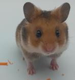 Baby goudhamster Asher, Dieren en Toebehoren, Hamster, Mannelijk, Tam, September