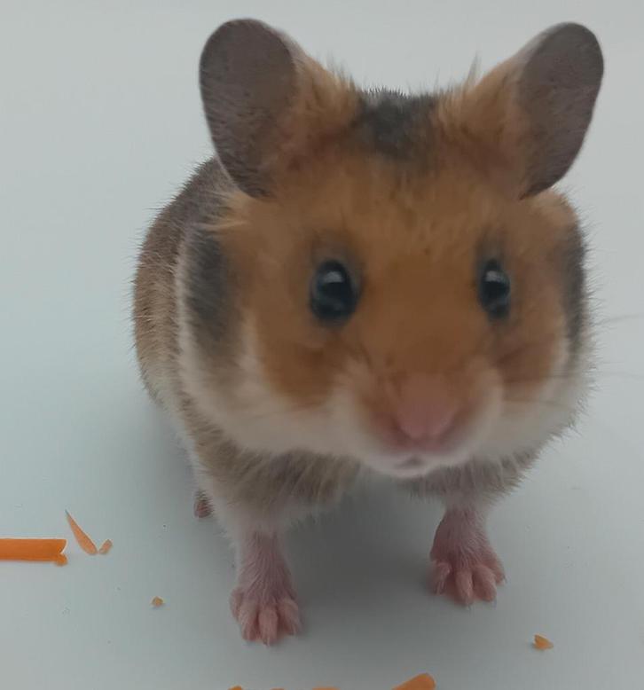 Baby goudhamster Asher, Dieren en Toebehoren, Knaagdieren, Mannelijk, Hamster, September, Tam