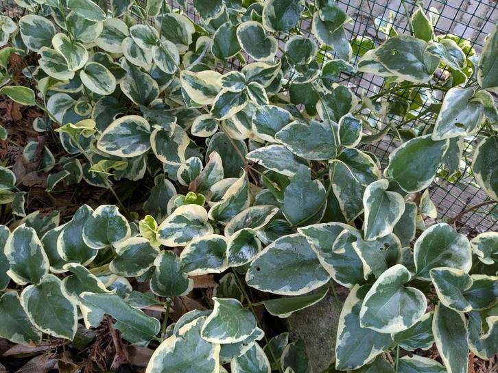 Bonte maagdenpalm paarse bloem plant bodembedekker inheems, Tuin en Terras, Planten | Tuinplanten, Bodembedekkers, Halfschaduw