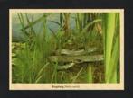 Ringslang Moeras Natuur Reptiel., Verzamelen, Ansichtkaarten | Dieren, Ophalen of Verzenden, 1980 tot heden, Ongelopen, Reptiel