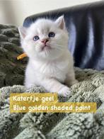 Brits korthaar kittens met stamboom point, Dieren en Toebehoren, Meerdere dieren, Met stamboom