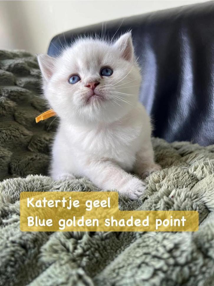 Brits korthaar kittens met stamboom point, Dieren en Toebehoren, Katten en Kittens | Raskatten | Langhaar, Meerdere dieren, Met stamboom