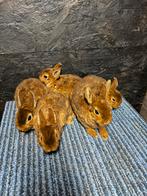 5x dwerg castorex rex voedsters, Dieren en Toebehoren, Konijnen, Vrouwelijk, Dwerg, 0 tot 2 jaar