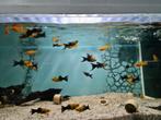 Golddust Molly's, Mollie, Mollies, Poecilia sphenops, Vis, Zoetwatervis