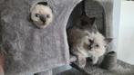 Ragdoll blue point kittens, Meerdere dieren, Gechipt, 0 tot 2 jaar