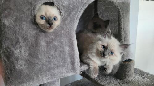 Ragdoll blue point kittens, Dieren en Toebehoren, Katten en Kittens | Raskatten | Langhaar, Meerdere dieren, 0 tot 2 jaar, Gechipt