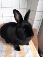 Konijn, Dieren en Toebehoren, Konijnen, Meerdere dieren