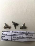 Haaientanden havengebied Antwerpen: Carcharoides catticus, Verzamelen, Mineralen en Fossielen, Ophalen of Verzenden, Fossiel