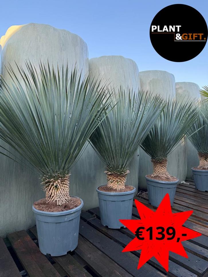 Actie! Yucca rostrata – Groot formaat, Tuin en Terras, Planten | Tuinplanten, Overige soorten, Halfschaduw, Verzenden