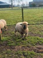 Hampshire down ram, Mannelijk, Schaap, 0 tot 2 jaar