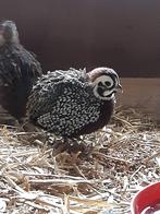 Montezuma kwartel hanen, Dieren en Toebehoren, Vogels | Overige Vogels, Mannelijk, Geringd