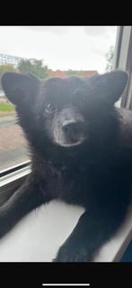 Keeshond, Dieren en Toebehoren, Honden | Poolhonden, Keeshonden en Oertypen, 6 jaar of ouder, Keeshond, Eén hond, Nederland