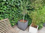 grote zwarte  tuinpot  50 cm met olijfboom, Ophalen, Kunststof, Gebruikt, 40 cm of meer