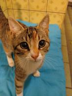 Lieve kitten, Poes