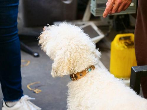 Halsbanden & Hondenriemen top Kwaliteit Leder uit eigen Arti, Dieren en Toebehoren, Hondenhalsbanden en Penningen, Nieuw, Ophalen