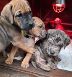 Pups Mooie gezonde pups te koop  unieke combinatie, Groot, Meerdere, Meerdere dieren, Nederland