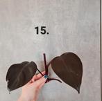 Philodendron new red stekje, Huis en Inrichting, Kamerplanten, Ophalen of Verzenden, Overige soorten, Minder dan 100 cm