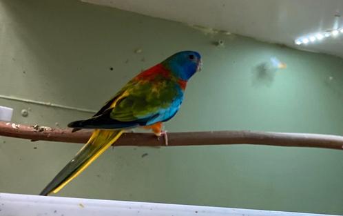 Mooie Roodbuik splendid mannen van 2024, Dieren en Toebehoren, Vogels | Parkieten en Papegaaien, Parkiet, Mannelijk, Geringd