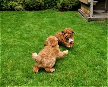 Mooie kleinblijvende Maltipoo pups te koop beschikbaar voor biedingen