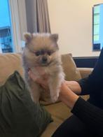 Pomeriaan puppy merle, Dieren en Toebehoren, Overige rassen, 8 tot 15 weken, Meerdere, Meerdere dieren