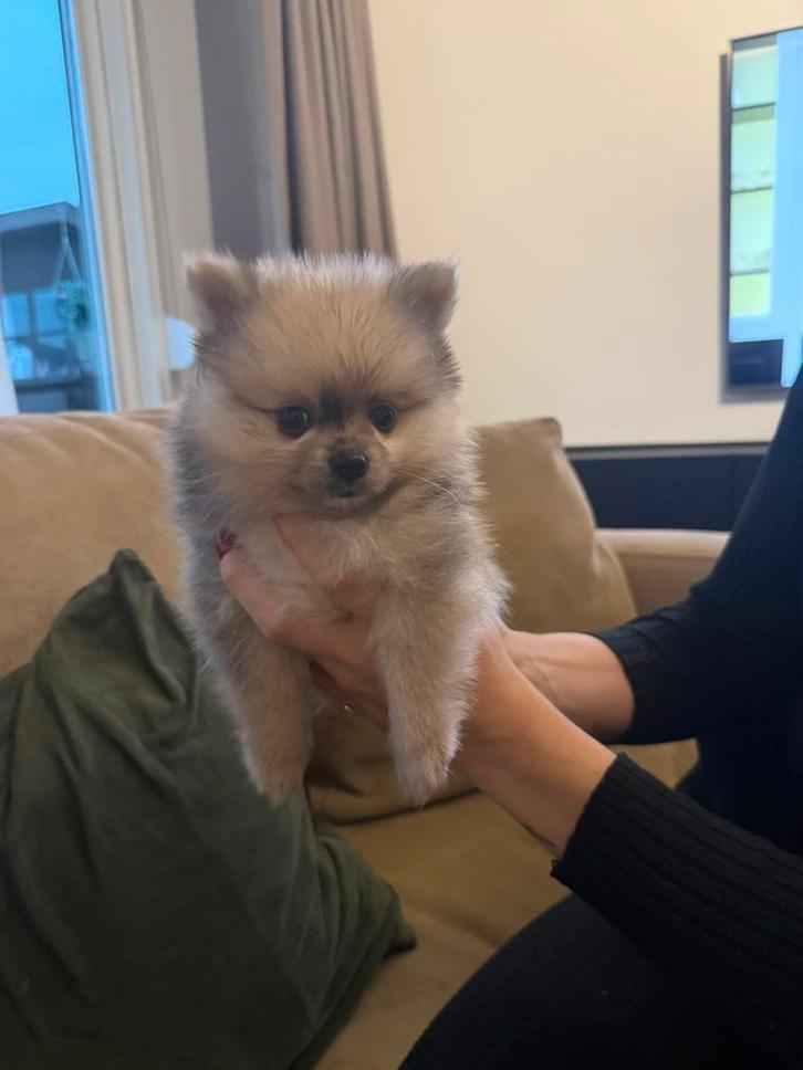 Pomeriaan puppy merle, Dieren en Toebehoren, Honden | Poolhonden, Keeshonden en Oertypen, Meerdere dieren, Overige rassen, Particulier