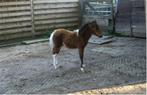 Uniek AMHA/nmprs minipaard aangeboden, Dieren en Toebehoren, Gechipt, Niet van toepassing, 0 tot 2 jaar, Hengst