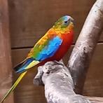 Turquosine parkiet, Dieren en Toebehoren, Mannelijk, Parkiet