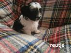 Boomer boomerpups x shih tzu /boomer, Dieren en Toebehoren, Honden | Chihuahua's en Gezelschapshonden, Overige rassen, 8 tot 15 weken