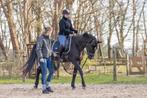 Trainingsstal, zadelmakmaken, heropvoeden, ruiterbegeleiding, Gedragstraining
