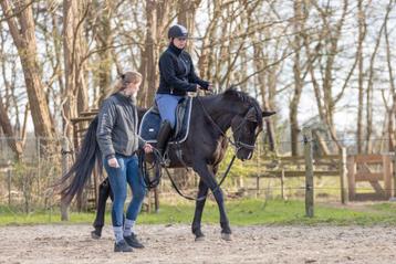 Trainingsstal, zadelmakmaken, heropvoeden, ruiterbegeleiding beschikbaar voor biedingen