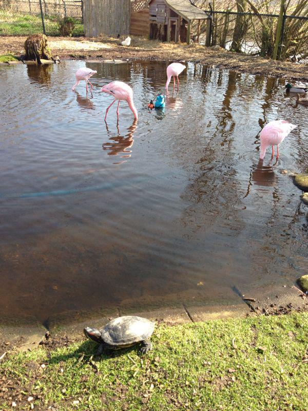 kaketoe & vogelopvang in gemeenschaps voilleres, Dieren en Toebehoren, Vogels | Parkieten en Papegaaien, Papegaai, Meerdere dieren