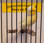 Gele gloster kanarie man