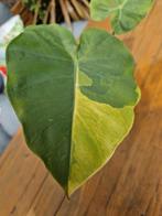 Colocasia Gigantea Aurea, Tuin en Terras, Planten | Tuinplanten, Ophalen of Verzenden, Zomer, Eenjarig, Volle zon