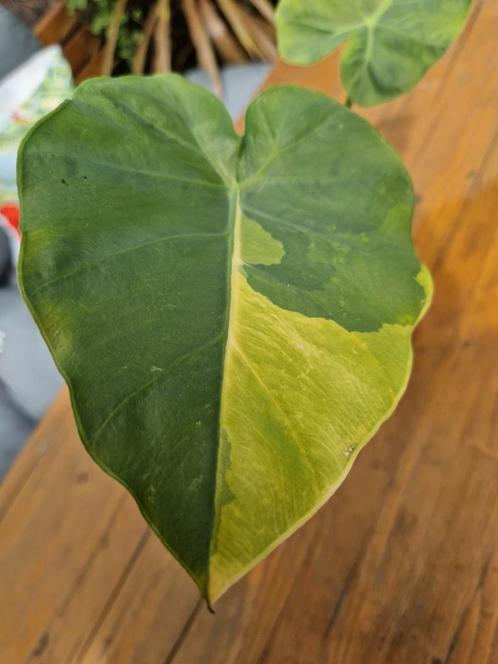 Colocasia Gigantea Aurea, Tuin en Terras, Planten | Tuinplanten, Eenjarig, Volle zon, Zomer, Ophalen of Verzenden