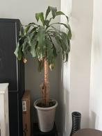 Kamerplant in hoge bloempot 158cm, Overige soorten, Ophalen of Verzenden, In pot, 150 tot 200 cm