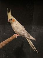Prachtige tamme baby valkparkiet! Bijzonder kleurtje!, Dieren en Toebehoren, Vogels | Parkieten en Papegaaien, Parkiet, Geringd